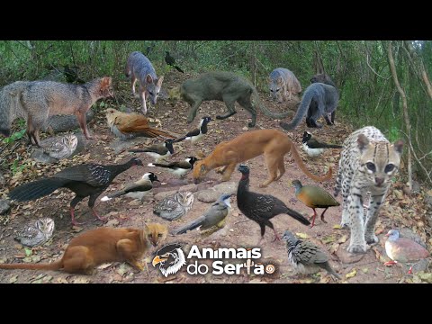 FINALMENTE, ENCONTREI UM LUGAR COM MUITO BICHO