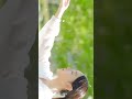 Angel Last Mission Love Ost Anglelastmissonlove You Are My Angel Ost Lyrics Status