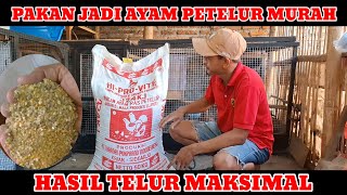 Download lagu PAKAN JADI AYAM PETELUR MURAH mp3