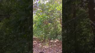 Download lagu Merbah lekir mp3 Download lagu Merbah lekir mp3