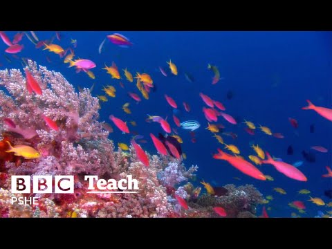 World Oceans Day | School Assemblies | PSHE | BBC Teach