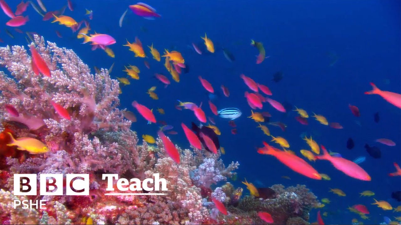 World Oceans Day | School Assemblies | PSHE | BBC Teach
