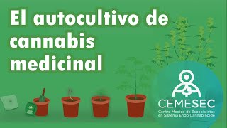 EL AUTOCULTIVO DEL CANNABIS MEDICINAL