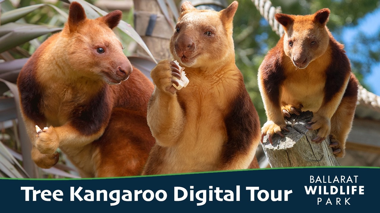 Tree Kangaroo Digital Tour