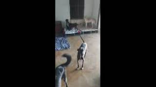 Video preview image #1 Mutt Puppy For Sale in Virginia Beach, VA, USA