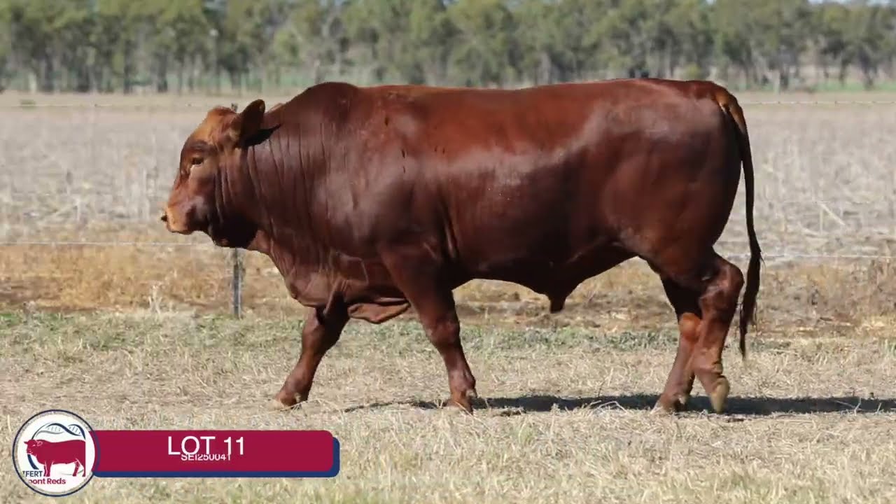 Lot 11