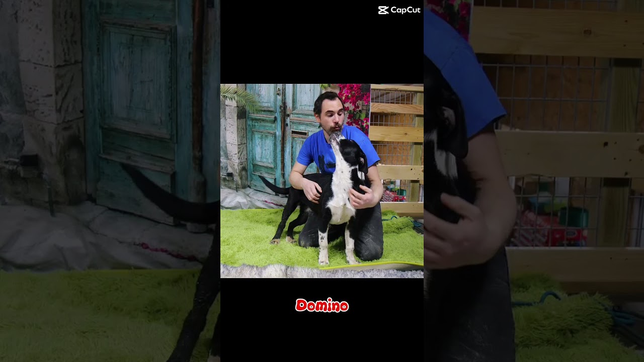 Enlarge Cooper, a Adoptable mixed breed in Plain City, OH video 6/6