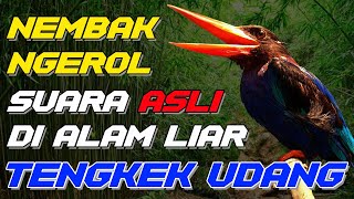 Download lagu 🔴TENGKEK UDANG SUARA ASLI DI ALAM LIAR NGEROL NEMBAK..COCOK BUAT MASTERAN mp3