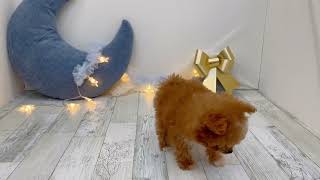 ハーフ犬の動画01