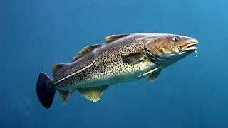 Ловля трески с берега балтийского моря
