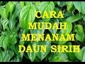 Berikut CARA MENANAM DAUN SIRIH DENGAN MUDAH, terbaru!
