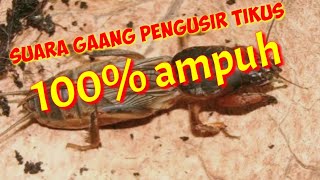 Download lagu suara gaang hutan pengusir tikus rumah mp3