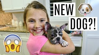 SPECIAL NEW PUPPY SURPRISE!