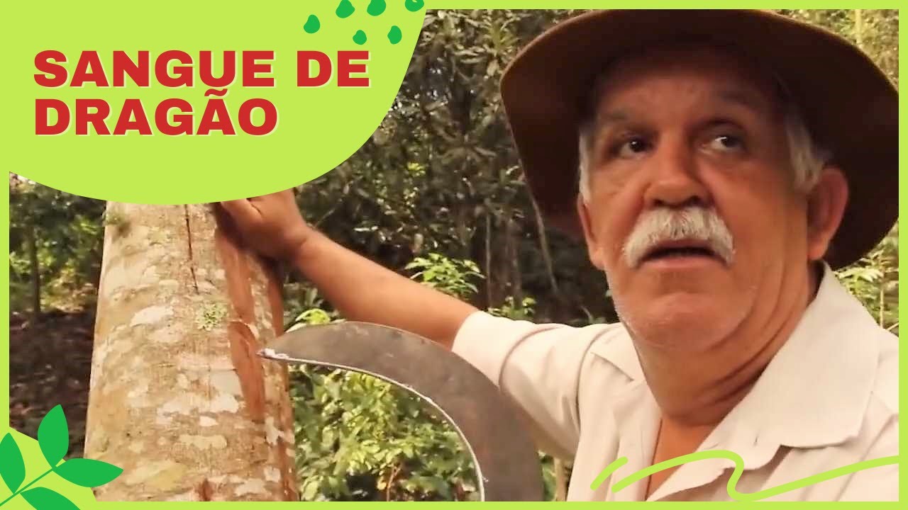 Sangue de Dragão - Paulo das Ervas fala sobre essa árvore impressionante | Cortes do Chico Abelha