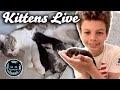 Kitten Live Stream