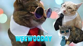 WEEWOODAY Pet Dog Cat Costume Tie and Sunglasses Testing REVIEW