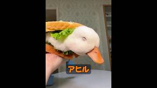 動物は互いにいじめをするのか？ #動物 #animals #動物プロダクション #癒し #自然