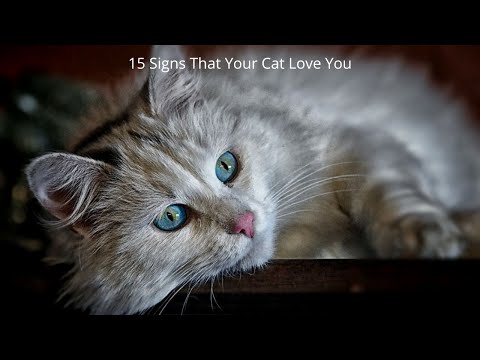 15 Signs That Your Cat Loves You 🐱❤️🐱❤️