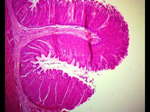 Dog stomach, secretary 40x