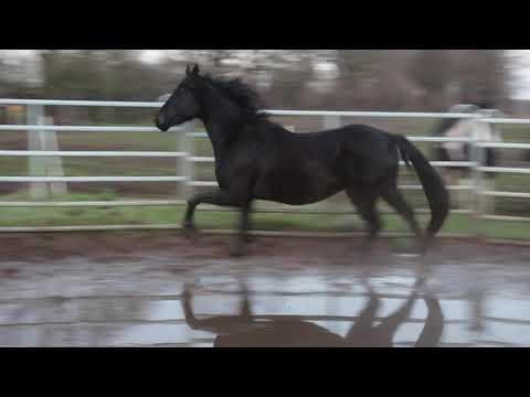 Diamond Lovely Boy (Rappe) + Sezuan´s Colorful (Fuchs) - FOR SALE – Duir Ask Ichschi