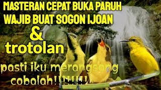 Download lagu suara terapi sogon ijoan ,trotolan& sogon pikat  !!!!! pasti bunyi mp3