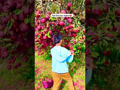 Amazing Apple farm, Michigan, USA 🇺🇸 #apple #farm #farming #farmer #viralvideo #trending #fruit