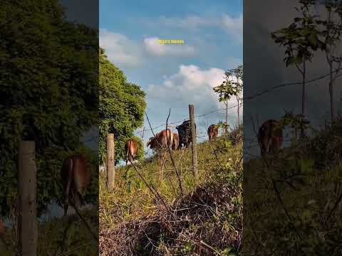 🐮 89 alqueires, Fazenda única e exclusiva em Minas Gerais