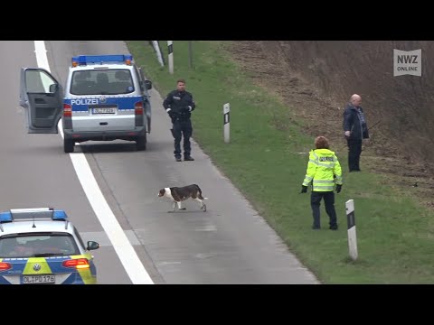 Hund auf A29 erschossen: Statement der Polizeiinspektion Oldenburg-Stadt/Ammerland