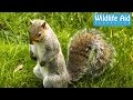 Squirrel terrorizes old lady... Funny Animal Rescue