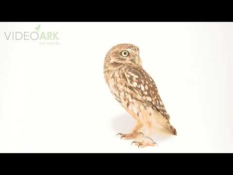 Athene noctua lilith Sheikh Butti Maktoum