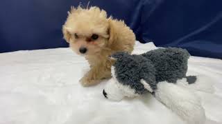 ハーフ犬の動画01