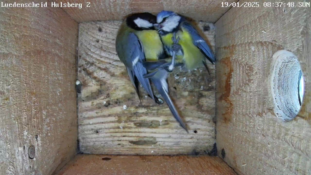 Kohlmeise killt Blaumeise im Nistkasten | 19.01.2025