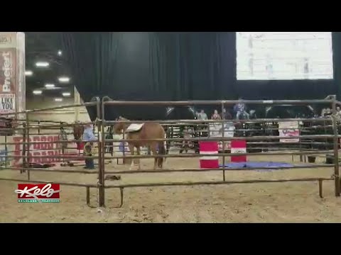 Roebuck Looks Back On Colt Starting Challenge