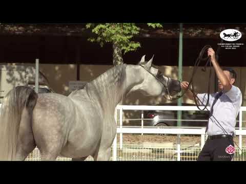 N 53 HERACLES DOMITIA   Championnat de France du Cheval Arabe   Vichy 2022   Stallions 4 6 Years Old
