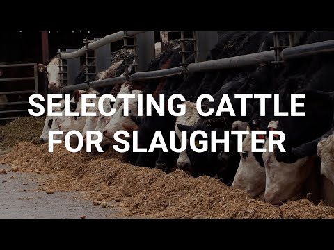 Finisher gives tips on selecting cattle for slaughter