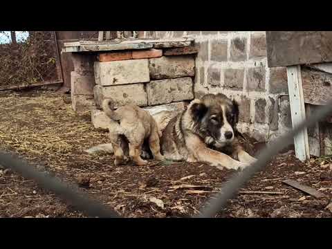 Ledy, Tayis & Khan ! Armenian Wolfhound - Gampr's!