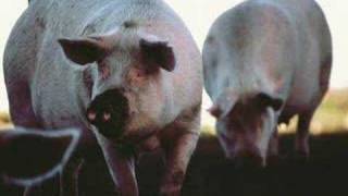 DJ Koze - Deine Reime Sind Schweine