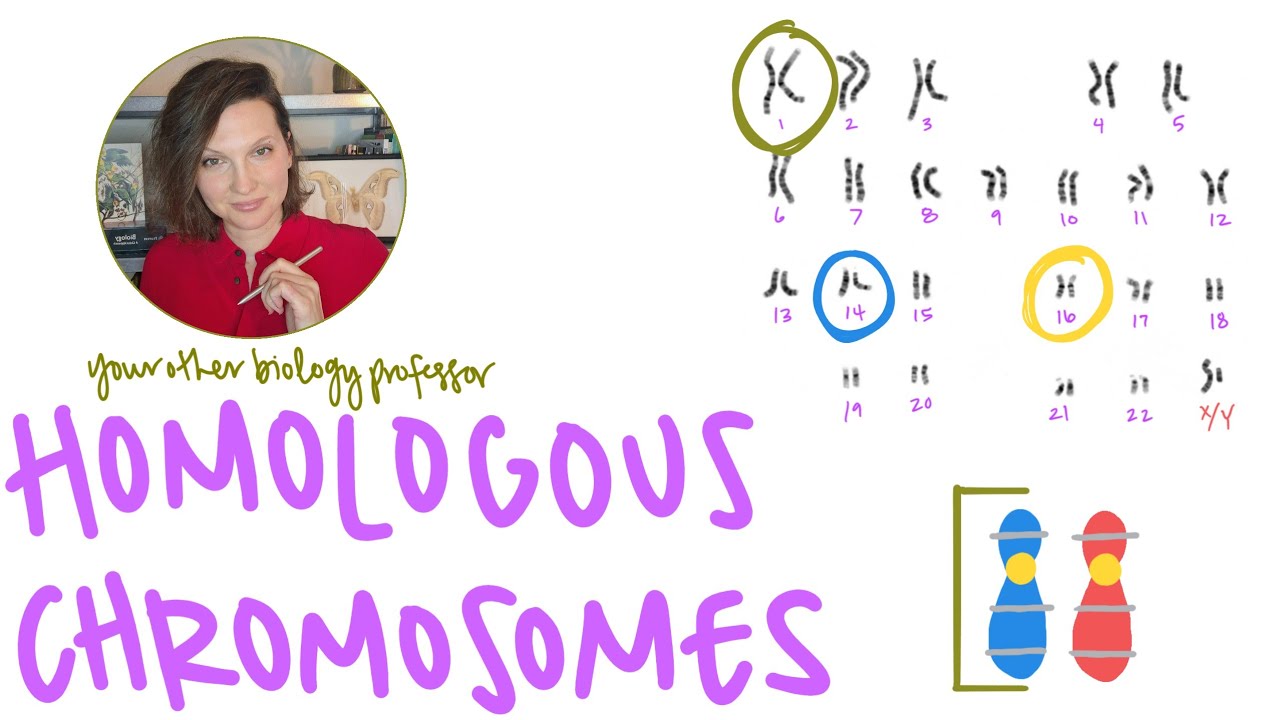 What Are Homologous Chromosomes?