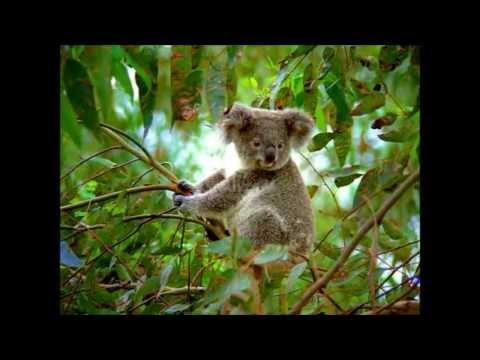 Aanpassing zoogdieren  de  buideldieren