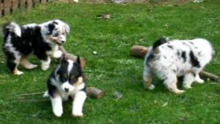 preview picture of video 'Australian Shepherd Welpen, geb. 23. Juli 2009'