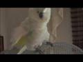 Dancing Parrot Britney Spears 
