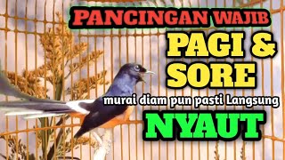 Download lagu PAcingan SORE dan PAGI PAGI MURAI DIAM PASTI IKUT NYAUT DAN EMOSI DENGAR PANCINGAN MURAI BATU GACOR mp3