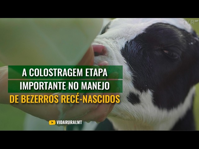 COLOSTRAGEM INADEQUADA PODE CAUSAR MORTE DE BEZERROS