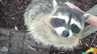 Happy Rescued Raccoon Is Proof Raccoons Shouldn't Be Pets