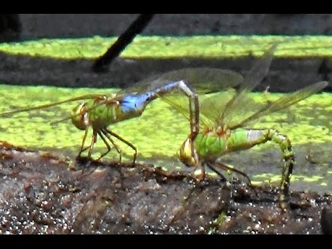 Common Green Darner Ovipositing in Tandem