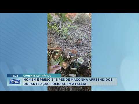 Ataléia: Homem é preso e 15 pés de maconha são apreendidos.