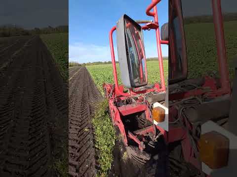 Уборка сахарной свеклы Agrifac Big Six