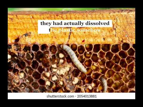 How to pesky wax moth can help humans with a garbage problem