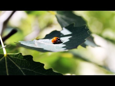 Max Denoise & Katya -  Summer ( original mix )