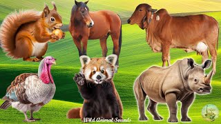 Happy Farm Animal Sounds: Horse, Bull, Rhinoceros, Red Panda, Squirrel - Herbivores
